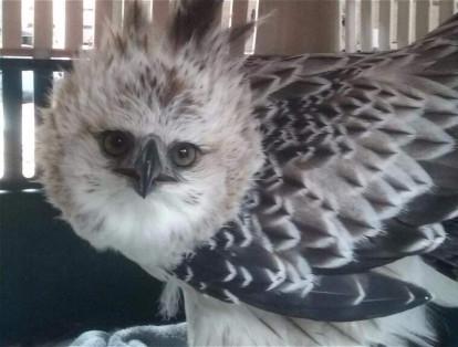 Los vecinos que la rescataron de morir la llamaron 'Yarei de Miraflores'.El águila real es un ave rapaz local. Actualmente, en el ámbito nacional, tan sólo se tienen registros de cuatro nidos.