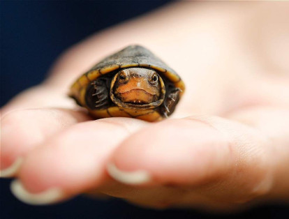 Tres especies de tortugas: la Carey, Morrocoy e Hicotea, están en la lista de los reptiles más traficados. Los huevos de tortuga son, además, comercializados como alimento en Semana Santa.
