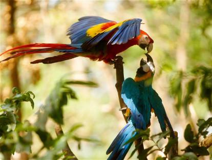 Las aves son la clase animal más traficada en Colombia y Antioquia. Las guacamayas son algunas de las más buscadas por los traficantes.