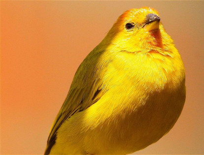 Las especies cantoras, como el canario, también son frecuentemente sacadas de sus hábitats naturales.