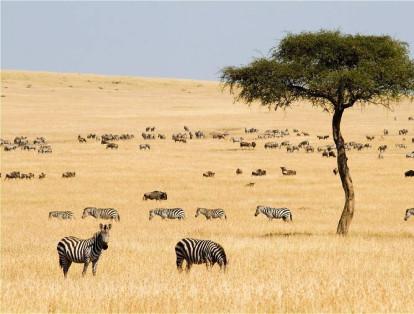 Kenia, uno de los destinos más populares de África, es reconocido sus safaris. Para un contacto directo con la naturaleza, visite el Parque Nacional de Nairobi y el Parque Nacional Amboseli.