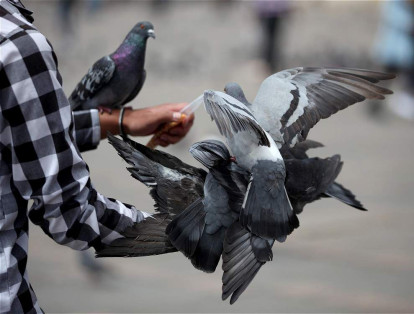 Campañas para que ciudadanos y turistas entiendan la sobrepoblación y las enfermedades que transmiten, y dejen de alimentar a las aves.