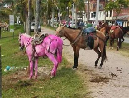 En Guatapé, Antioquia, varios caballos fueron pintados de verde y rosado para llamar la atención de los turistas.