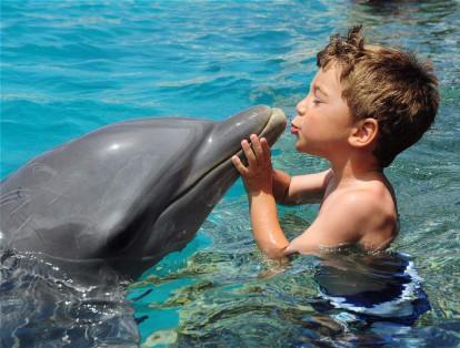 La Academia de Delfines, un lugar para visitar y disfrutar en familia en la isla de Curazao.