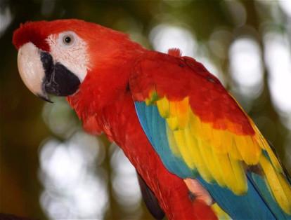 En Sincelejo, Colombia, se encuentra el Parque Aventura Roca Madre, donde se encuentran animales exóticos, como esta guacamaya .