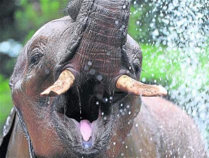 Un elefante bañándose el 23 de julio del 2013 en el zoológico de La Flèche, Francia.