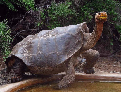 Diego, la tortuga ''Chelonoidis hoodensis' de las Islas Galápagos, que salvó a su especie del peligro de extinción. Tiene más de 100 años y es padre de unas 800 crías.