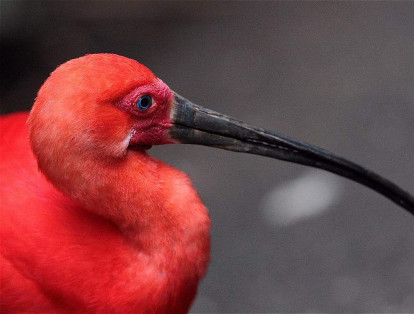 El Ibis Escarlata es una de las especies de aves que se encuentran en el Zoológico de Cali, Colombia. Debido al color llamativo y exótico de su plumaje se convierte en un ave de tráfico ilegal.