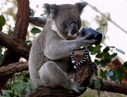 Koala australiano que mira el lente de una cámara en el zoológico Wild Life Sydney.