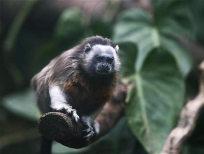 Parques Nacionales recibió la donación de un terreno en Caldas, Colombia, para la conservación del mono titi gris. Este primate mide entre 23 a 25 centímetros.