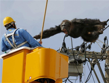 El chimpancé Chacha cuelga sobre unos cables de alta tensión en Sendai, Japón. El animal había escapado del zoológico Yagiyama. Finalmente fue capturado con tranquilizantes.