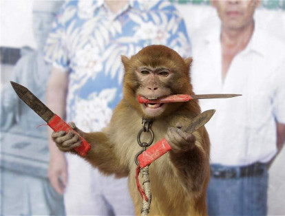 Un mono encadenado atrapa cuchillos mientras mantiene su equilibrio sobre un tablero durante una sesión de entrenamiento en una granja de monos en el pueblo de Baowan, China.