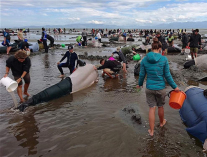 A pesar de los esfuerzos de los voluntarios, la mayoría de las ballenas murieron en la playa.