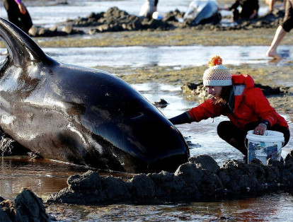 Los voluntarios tuvieron muchos problemas para intentar devolver a algunas ballenas al agua.