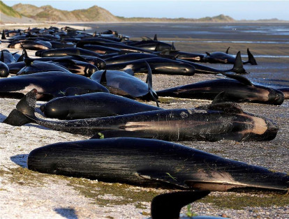 En 1918 se registró un fenómeno familiar cuando unas mil ballenas encallaron en las islas Chatham.