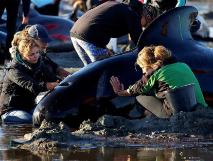En Farewell Spit, situada a unos 150 kilómetros al oeste de la ciudad turística de Nelson, hubo al menos nueve fenómenos masivos de ballenas encalladas en la última década.
