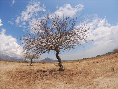 Las altas temperaturas acaban poco a poco con la flora de las zonas rurales de Ibagué.
