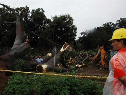 Trabajadores municipales cortaron un árbol que cayó cuando Otto golpeó la zona con fuertes lluvias en ciudad de Panamá.