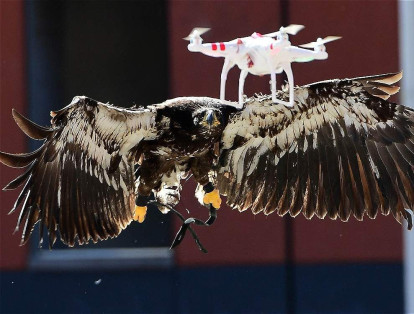 La Academia de Policía de Holanda, en Ossendrecht, está capacitando águilas para capturar drones que vuelen en áreas restringidas del territorio.