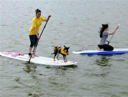 En New Brighton, Inglaterra, un perro usa un chaleco salvavidas mientras que lo llevan sobre una tabla.