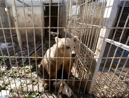 Los animales del zoológico de Mosul fueron también víctimas de los combates entre las fuerzas iraquíes y el Estado Islámico.