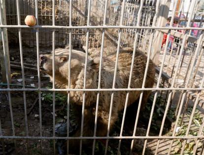 Los osos del zoologico se encuentran encerrados en pequeñas jaulas a la espera de la llegada de alimentos.