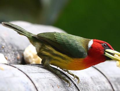Al comienzo, solo 30 colibríes llenaban de vida y color los espacios de La Alejandría.