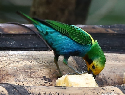 Pájaros carpinteros, tángaras, gorriones, silfos y azulejos son algunas de las especies que también se observan en el lugar.
