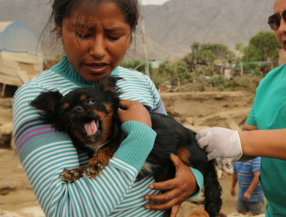 Los animales también resultaron damnificados por las inundaciones en Cajamarquilla.