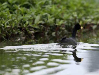 Esta isla en el  humedal Jaboque, creada recientemente, se ha convertido en un lugar de paso para aves migratorias en Bogota.