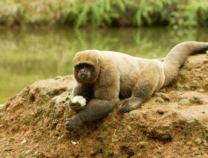 Mono lanudo: esta especie se encuentra en peligro de extinción, ya que al no existir mas la selva virgen, esta expuesto a la caza y captura de sus crías que generalmente son vendidas.