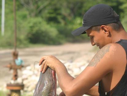Bagre rayado: la presión pesquera, la concentración de población y el deterioro del hábitat son algunas causas que ponen en peligro de extinción a esta especie.