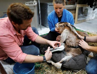 Derrick trabaja para encontrar una solución para una cabra que no pueden soportar sobre sus patas dañadas de forma permanente, en Sterling, Virginia.