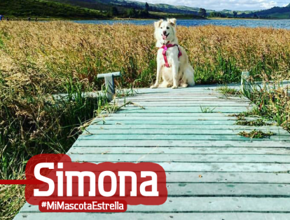 Tras atravesar una larga trocha, Simona y su ama llegaron a la reserva Nabusimake. María Camila Huertas recuerda con ternura el momento en el que su “Simo” fue a perseguir ovejas y volvió perseguida por perros del lugar.