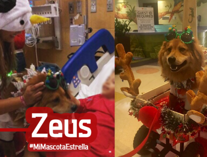 Este perrito colombiano (caleño ) es motivo de orgullo nacional, ayuda a los niños en  Miami y es muy famoso en ese país por sus milagros ayudando a varios niños en su recuperación.