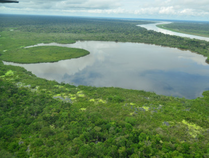 La Amazonía concentra la mayor parte de bosque tropical del planeta y abarca un 1/3 de la biodiversidad del globo en la cual vegetan 10,000 especies de árboles, por lo cual absorbe un 10% de las emisiones de dióxido de carbono y produce el 20% del oxígeno del mundo.