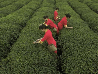 Uno de los productos más exportados por China es el té. En la foto, algunas mujeres recogen las hojas para su tratamiento final.
