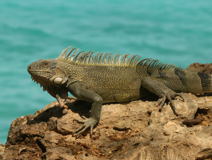 Una hermosa iguana toma el sol cerca del mar, mientras se prepara para buscar alimento.