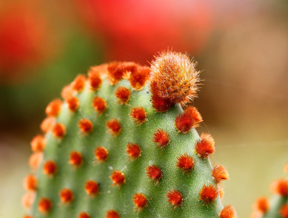 Los cactus son una de las especies preferidas de los visitantes.