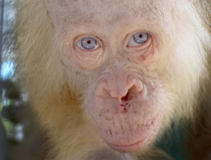 Un raro orangután albino de cinco años de edad, se ve después de que fue rescatado de la cautividad por las autoridades en el distrito de Kapuas Hulu, provincia de Kalimantan Central en Indonesia.