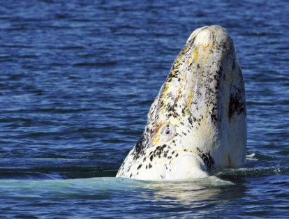 La ballena franca austral se extiende frente a la costa de la Península de Valdés en la Patagonia, Argentina.