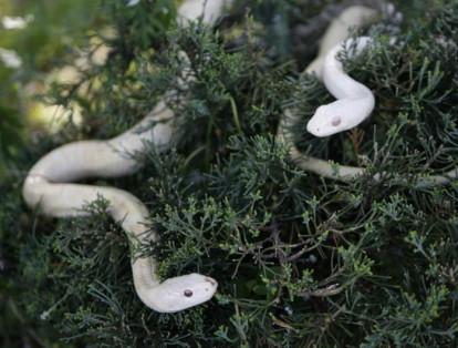 Las serpientes japonesas del albino blanco se ven en Iwakuni, al sudoeste Japón.