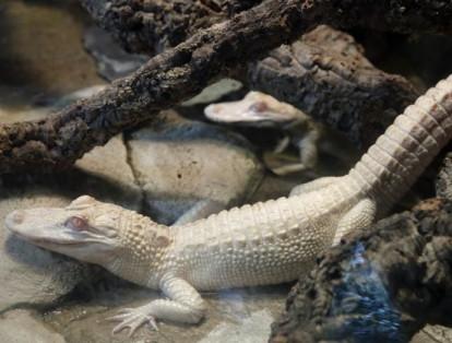 Reptiles albinos se ven en un vivero en el acuario tropical de París.