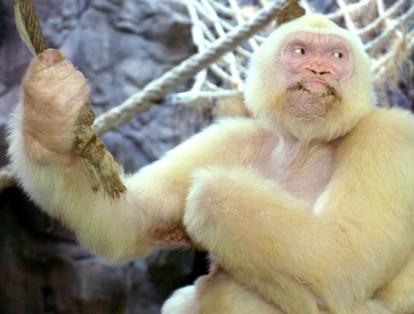 El gorila albino 'Copito de Nieve' es el único conocido en el mundo. Permanece en su jaula en el zoológico de Barcelona.