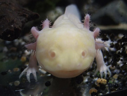 Un raro ajolote albino, un tipo de salamandra que pasa toda su vida en su forma larval, se arrastra dentro de un acuario en Aquaria KLCC en Kuala Lumpur.