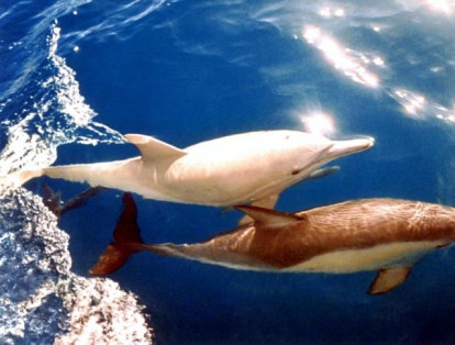 Un delfín albino nada con un compañero de la costa sur de Australia.