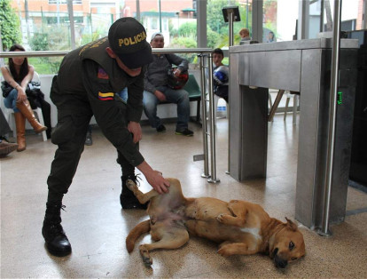 Según denuncias de la gente, habitantes de calle lanzaron a una perra, amarrada de sus patas, al humedal Juan Amarillo en Bogotá. Gracias a la acción de la Policía, el animal fue rescatado con vida.