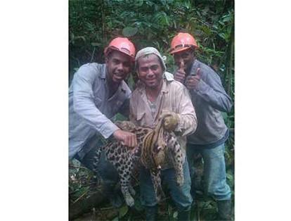 La foto de un ocelote, cargado por tres operarios en el Valle del Cauca, generó indignación en el país. Ellos negaron haberlo matado y dijeron que fue cazado por el supuesto peligro que generaba.