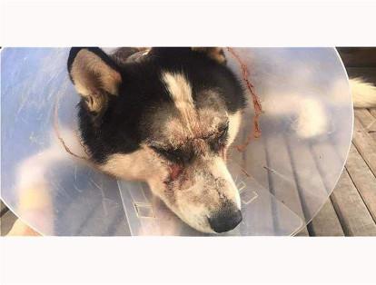 Apolo, un husky siberiano, fue atacado a machetazos en Envigado, Antioquia. Una persona lo auxilió y lo llevó a una veterinaria donde fue atendido. El perro se recuperó de varias de sus heridas. El hecho ocurrió en octubre del 2015.