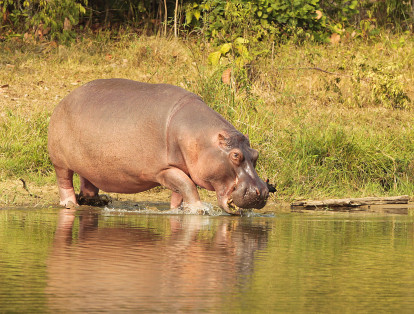 Grandes felinos y suricatos, además de los ya famosos hipopótamos, hacen parte de la exótica fauna del Parque